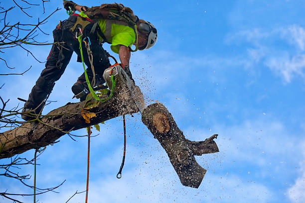 Leaf Removal in Erda, UT